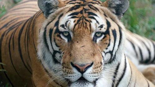 四虎国产福利在线播放,热门资源盘点与观看指南